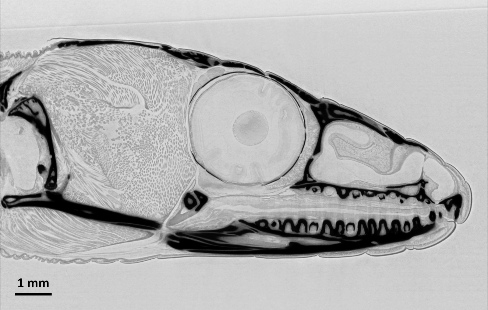 Tomographic slice through the head of a common wall lizard (Podarcis muralis) Grayscale image of a virtual cut through the head of a lizard
